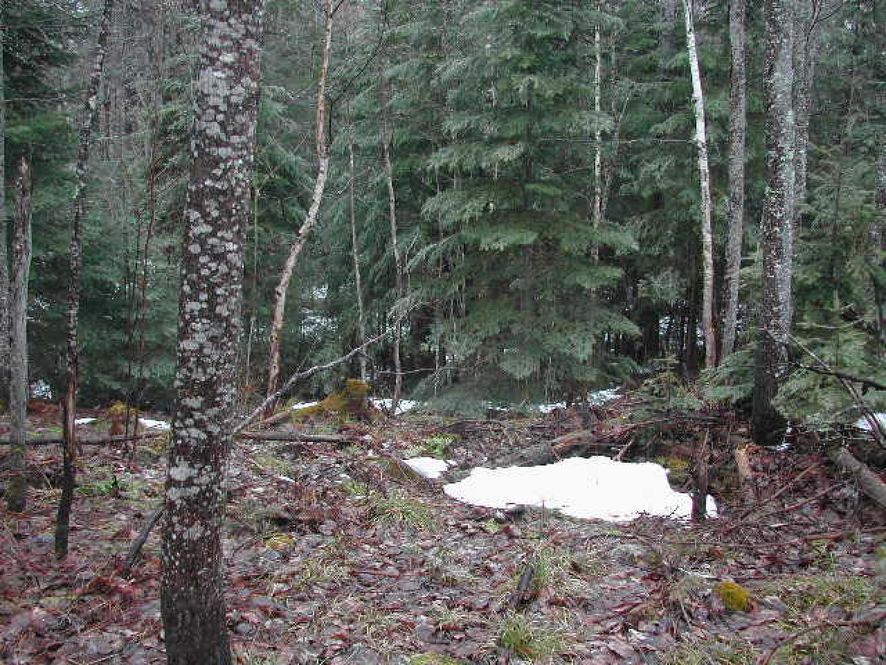 On On Little Papoose Road Manitowish Waters, WI 54545 - Photo 4 of 6 Gallery Image 4