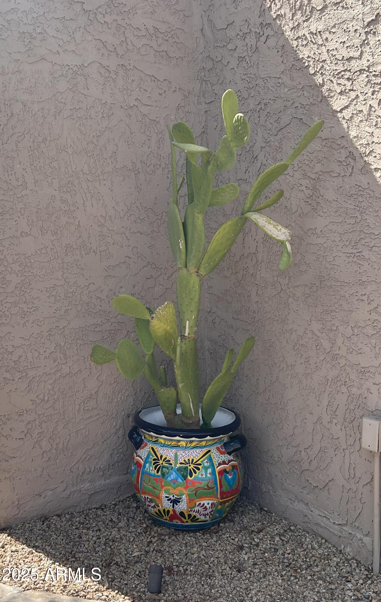 4011 East Charter Oak Road Phoenix, AZ 85032 - Photo 30 of 31 a vase of flowers