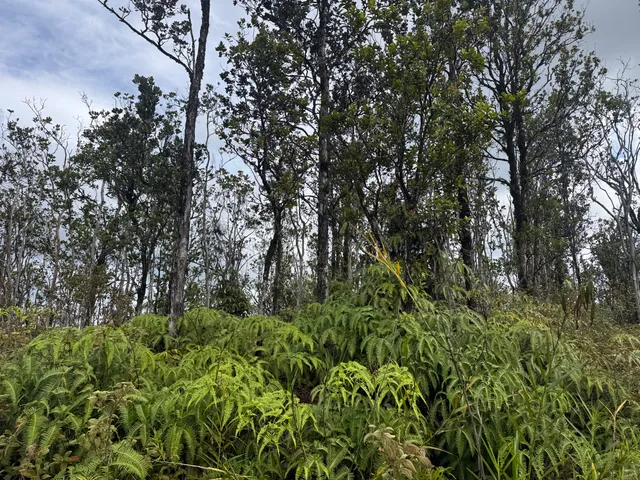 a view of a lush green forest