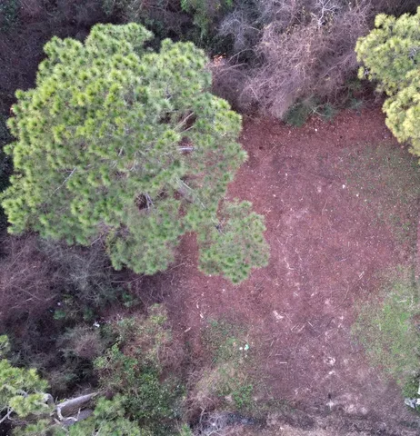 a view of a garden with a plant