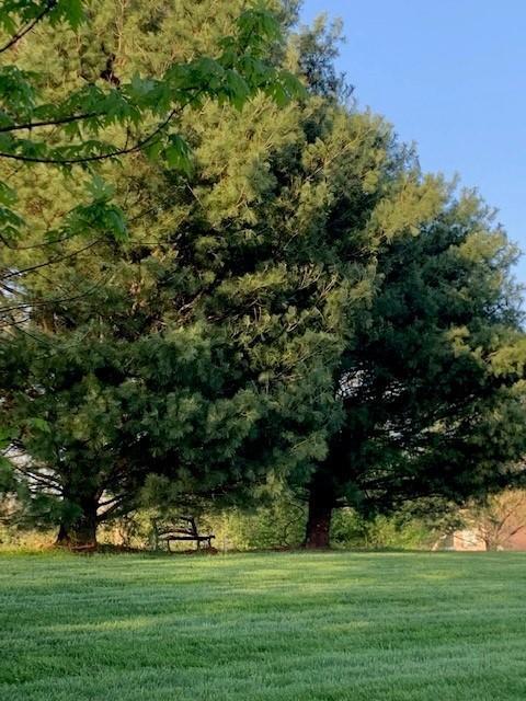 3257 Yoder Tipton Road Taylorsville, KY 40071 - Photo 33 of 35 Plenty of shade trees