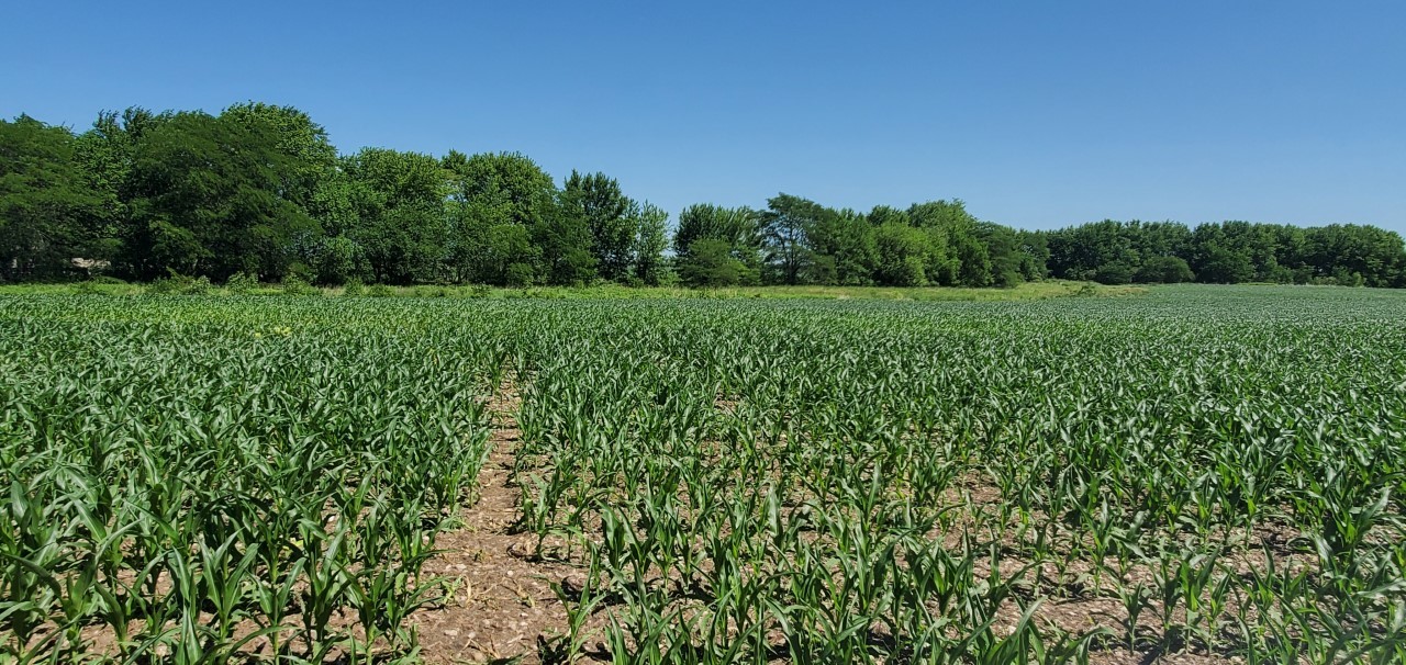 0 East Grand Ridge Mazon, IL 60444 - Photo 4 of 11 a view of a lush green space