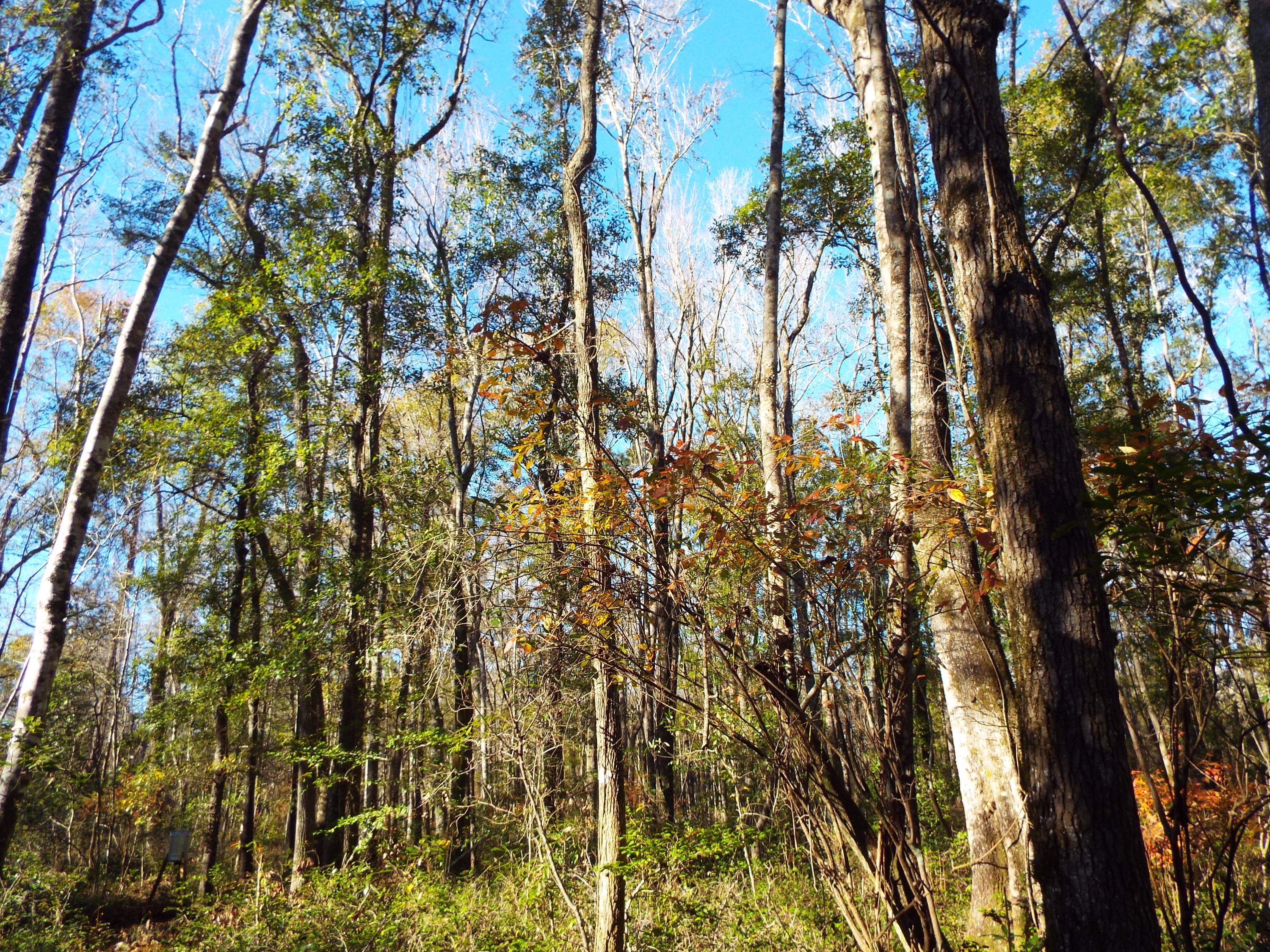 0 Redbank Road Walterboro, SC 29488 - Photo 14 of 19 DSCF8408