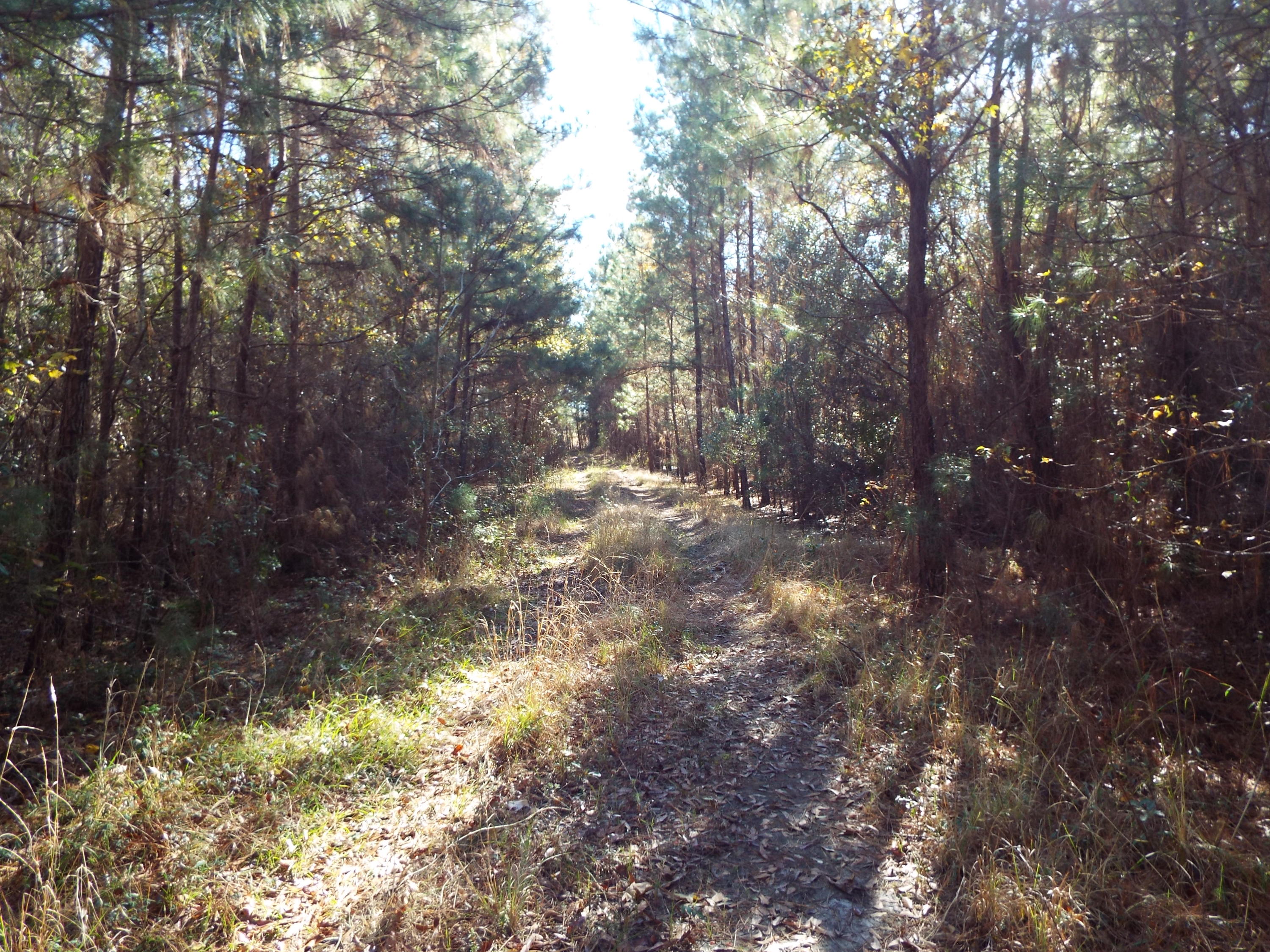 0 Redbank Road Walterboro, SC 29488 - Photo 5 of 19 DSCF8399