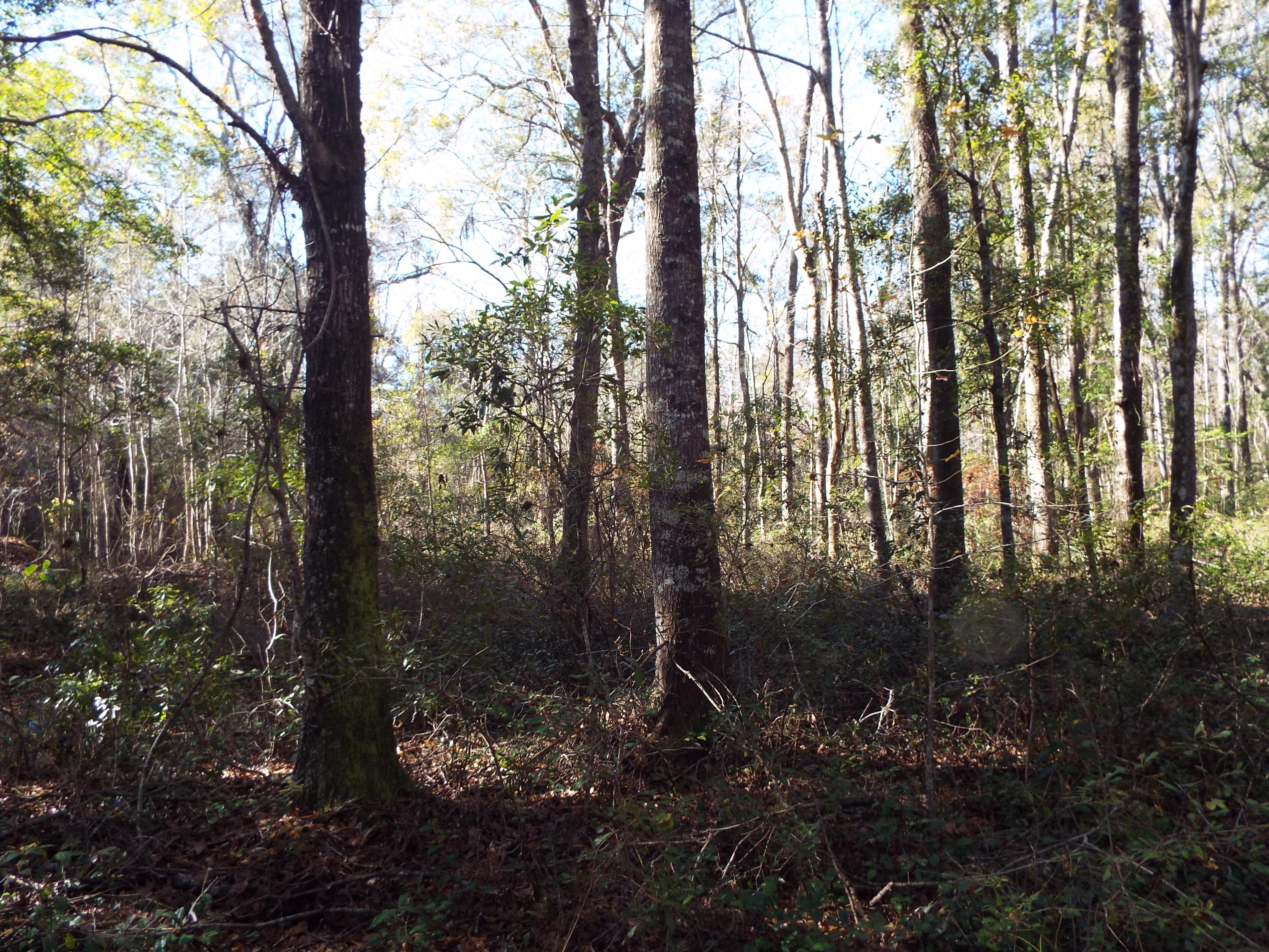 0 Redbank Road Walterboro, SC 29488 - Photo 9 of 19 DSCF8403