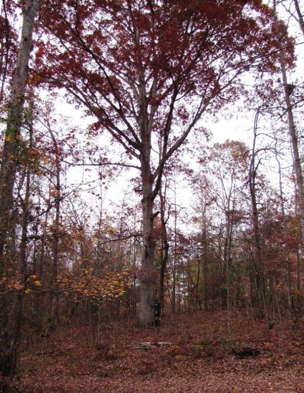 662 Pear Tree Road Auburn, AL 36830 - Photo 22 of 24 Gallery Image 22