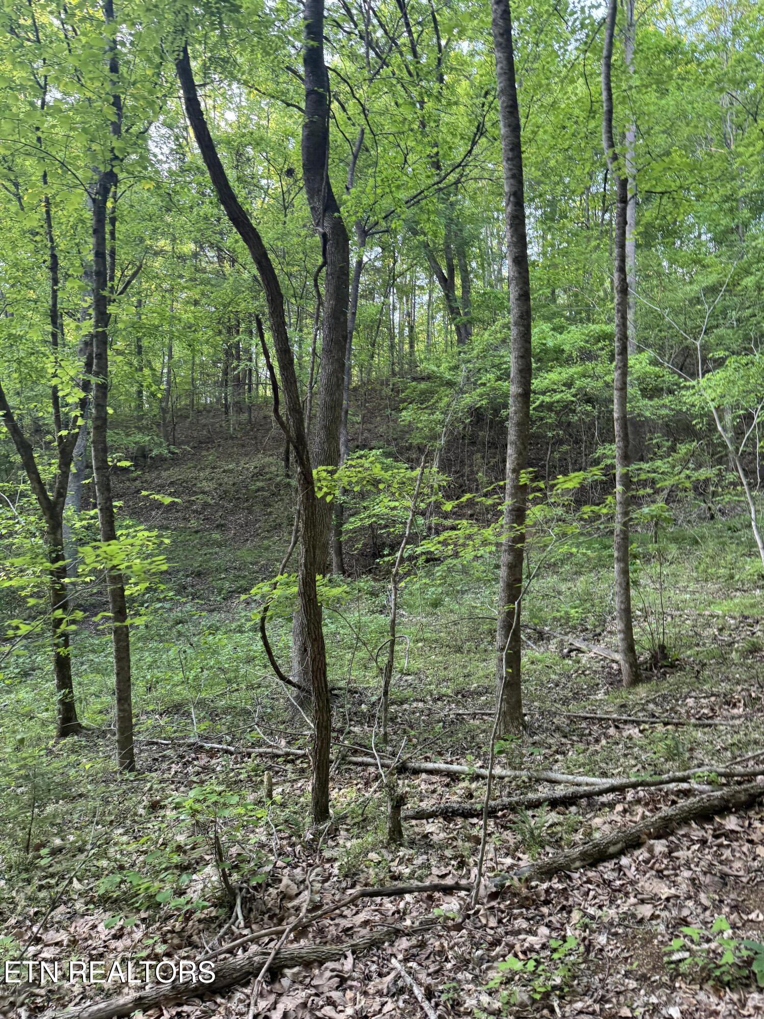 332 Padgett Mill Road Cosby, TN 37722 - Photo 25 of 41 IMG_8432