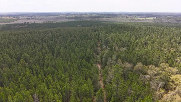 a view of a lush green forest with lush green forest