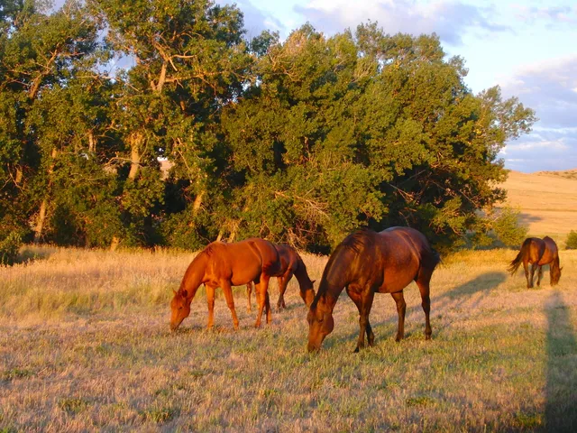 $498,000 | Dry Ranch Road, Sheridan, WY 82801