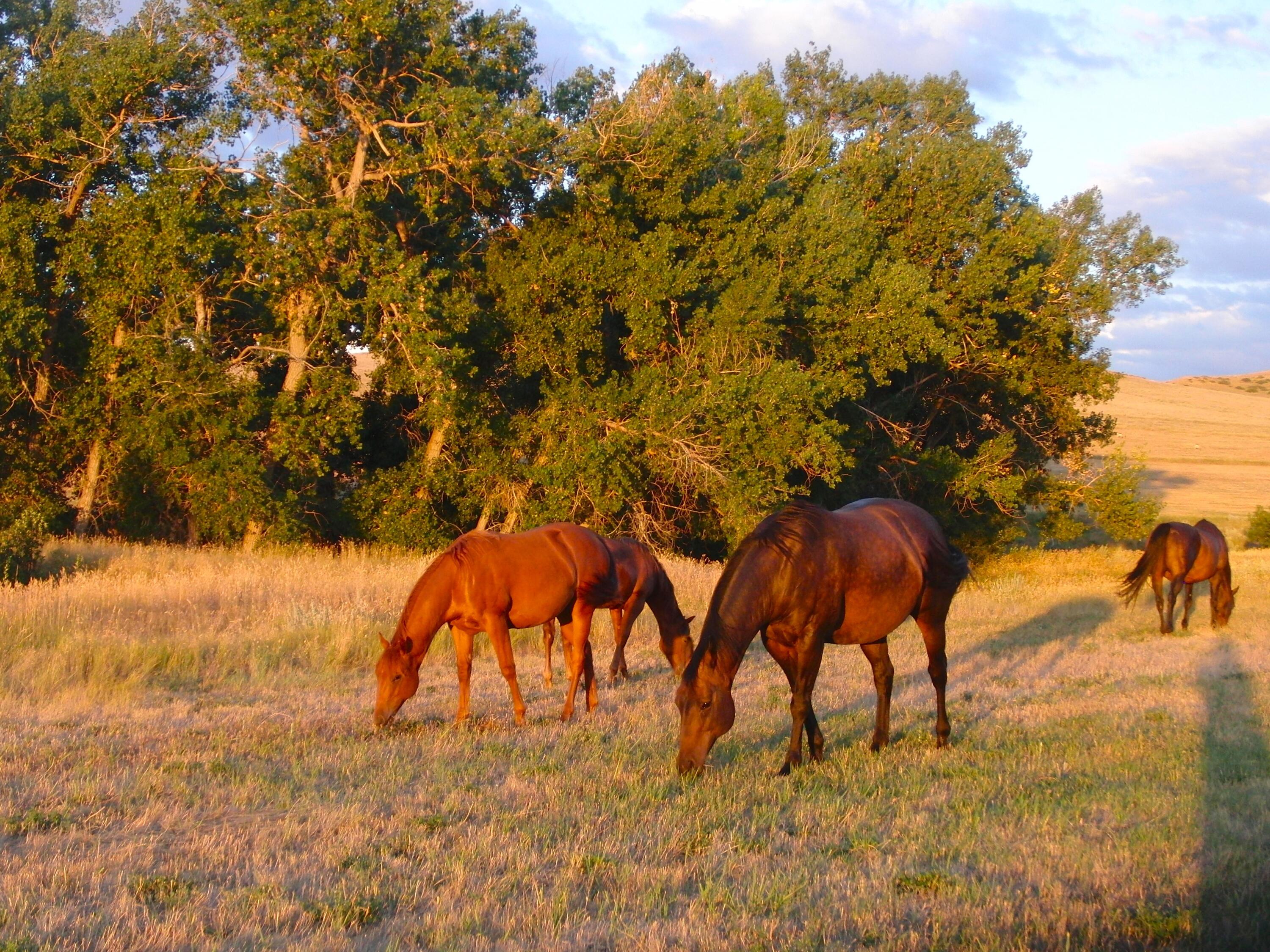 Dry Ranch Road Sheridan, WY 82801 - Photo 43 of 43 43