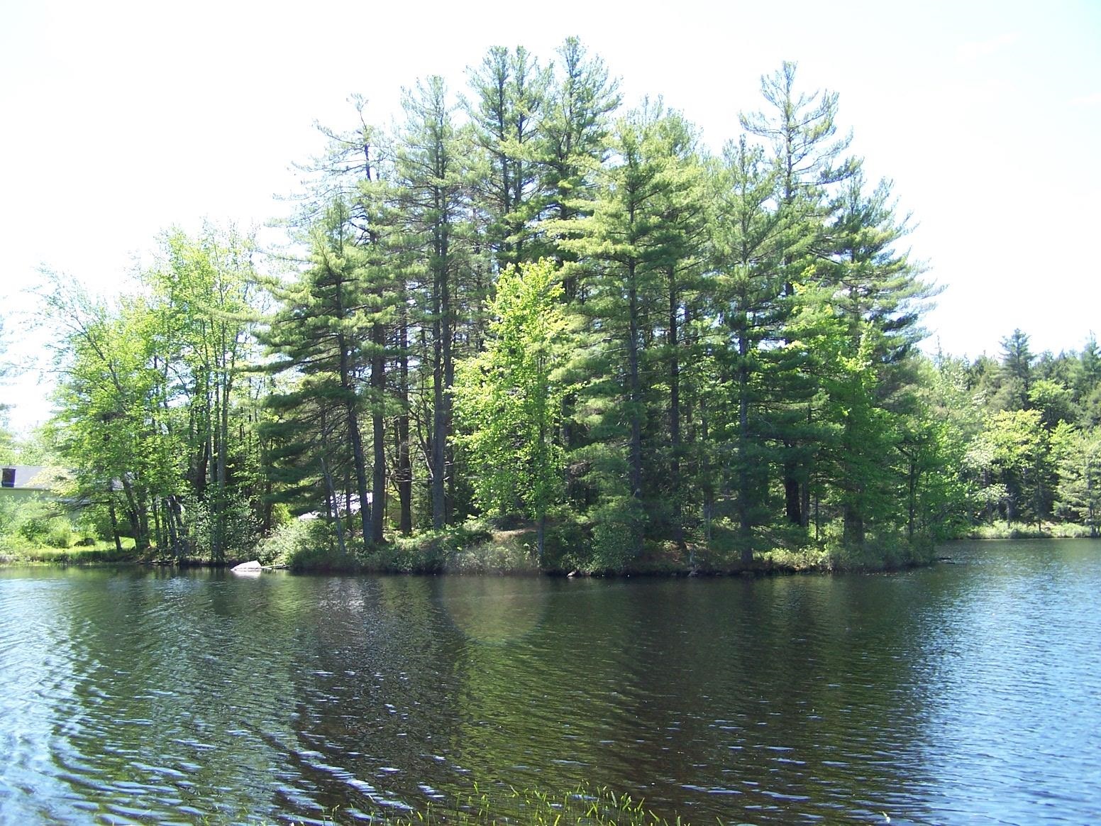 77 Scott Pond Road Fitzwilliam, NH 03447 - Photo 7 of 39