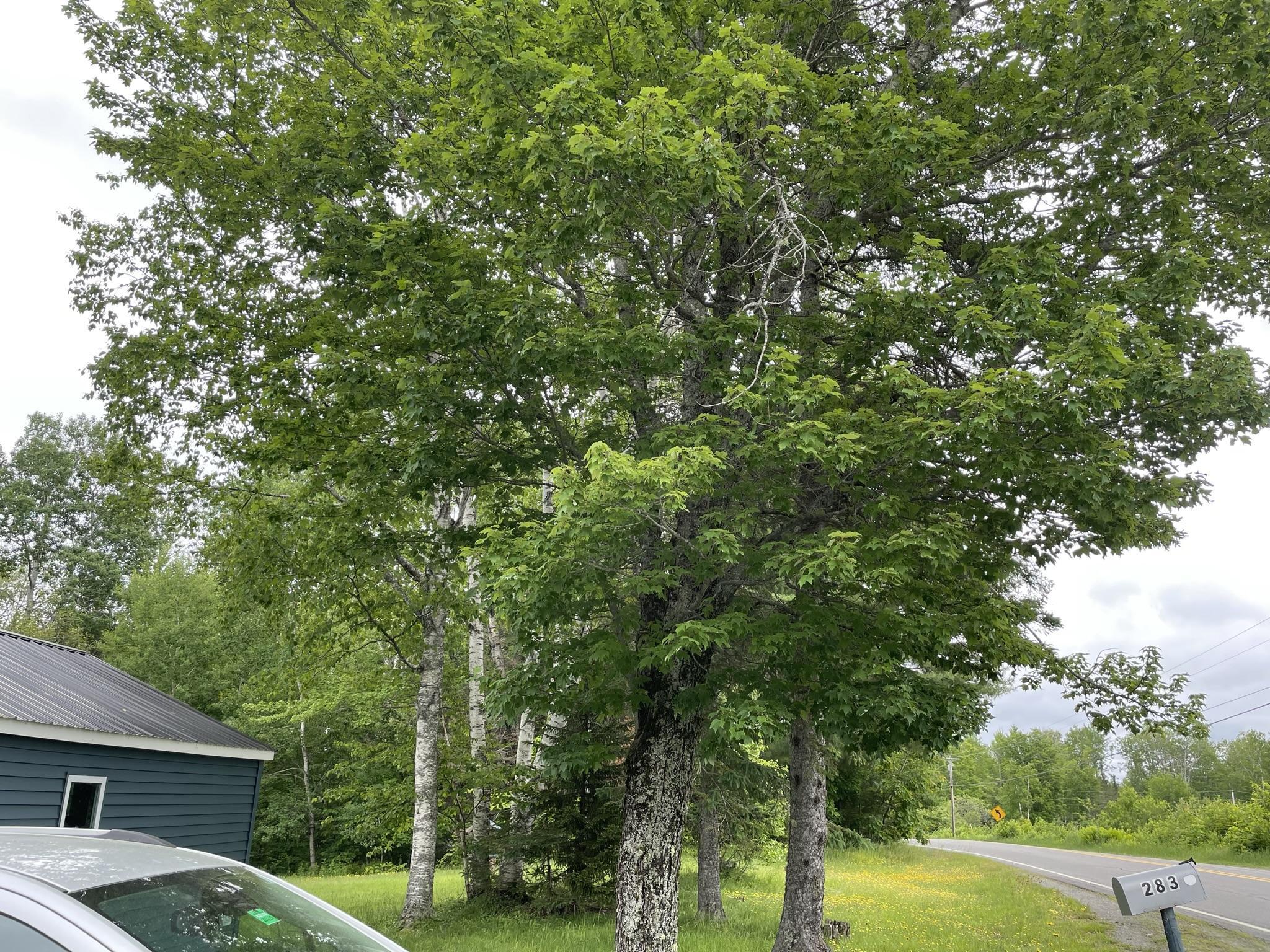 283 Blanchard Road Monson, ME 04464 - Photo 28 of 50 IMG_0446