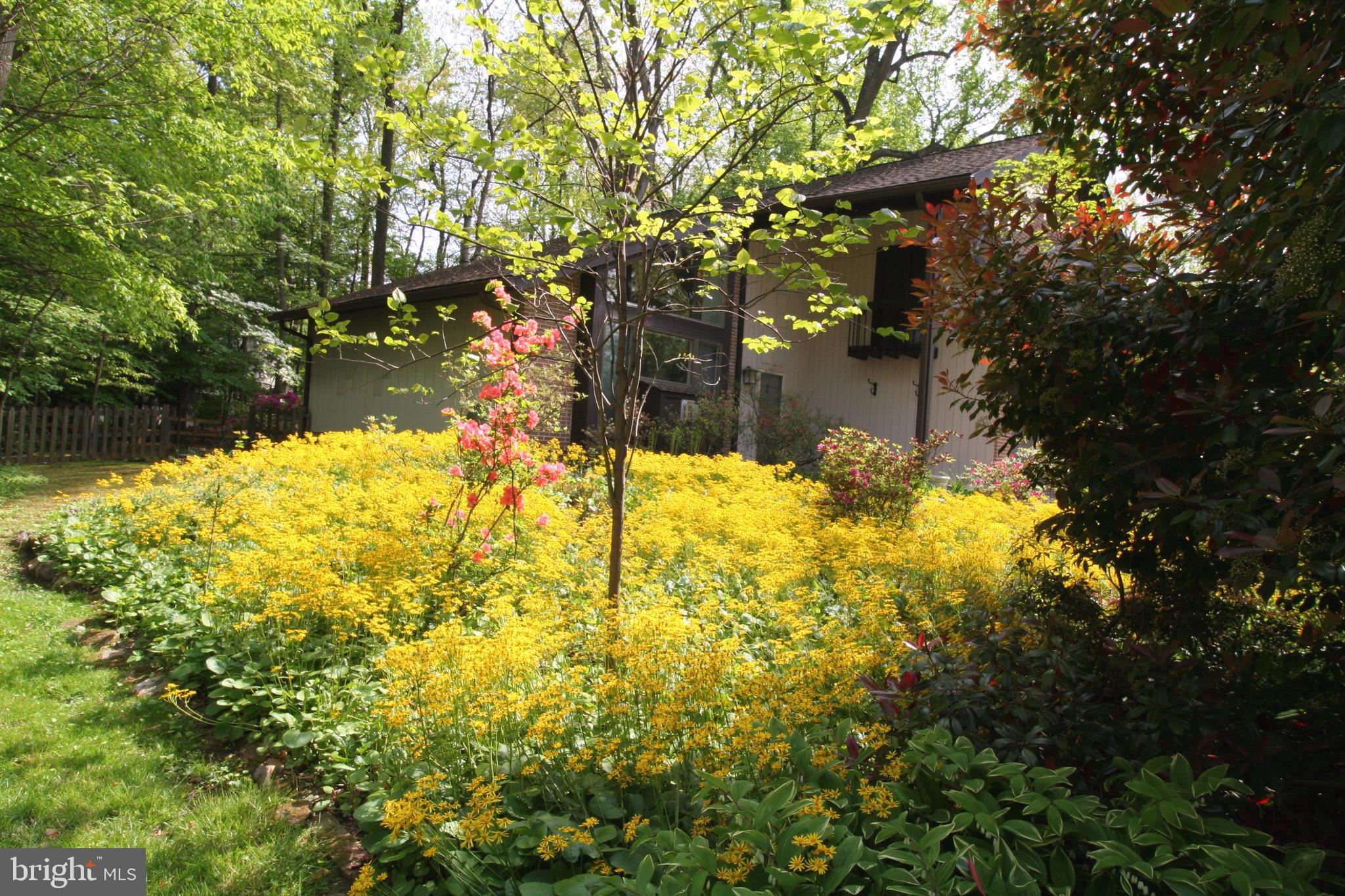 9453 Kilimanjaro Road Columbia, MD 21045 - Photo 4 of 41 River of yellow from your front windows