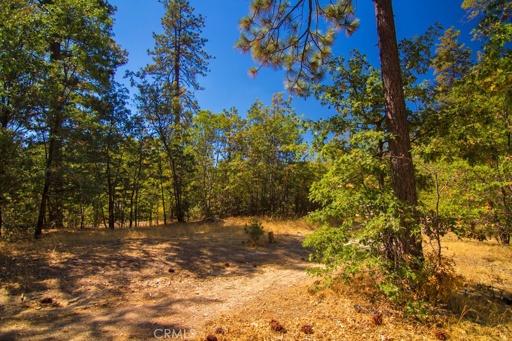 0 North Bay Road Lake Arrowhead, CA 92352 - Photo 13 of 16 a view of a yard with a tree