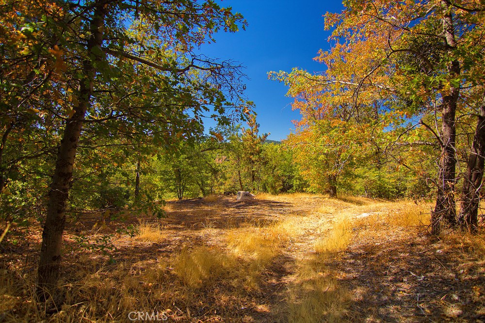0 North Bay Road Lake Arrowhead, CA 92352 - Photo 14 of 16 a view of a yard with a tree