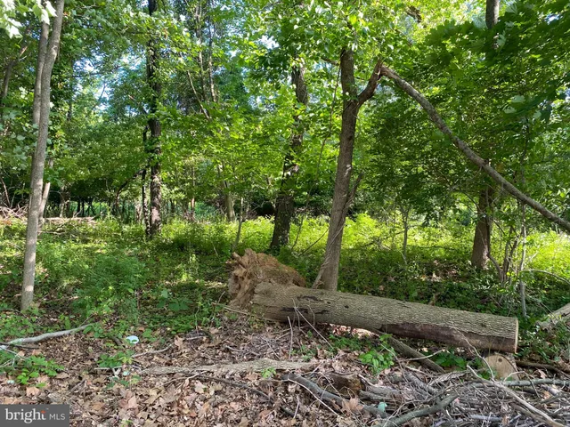 a view of a lush green forest