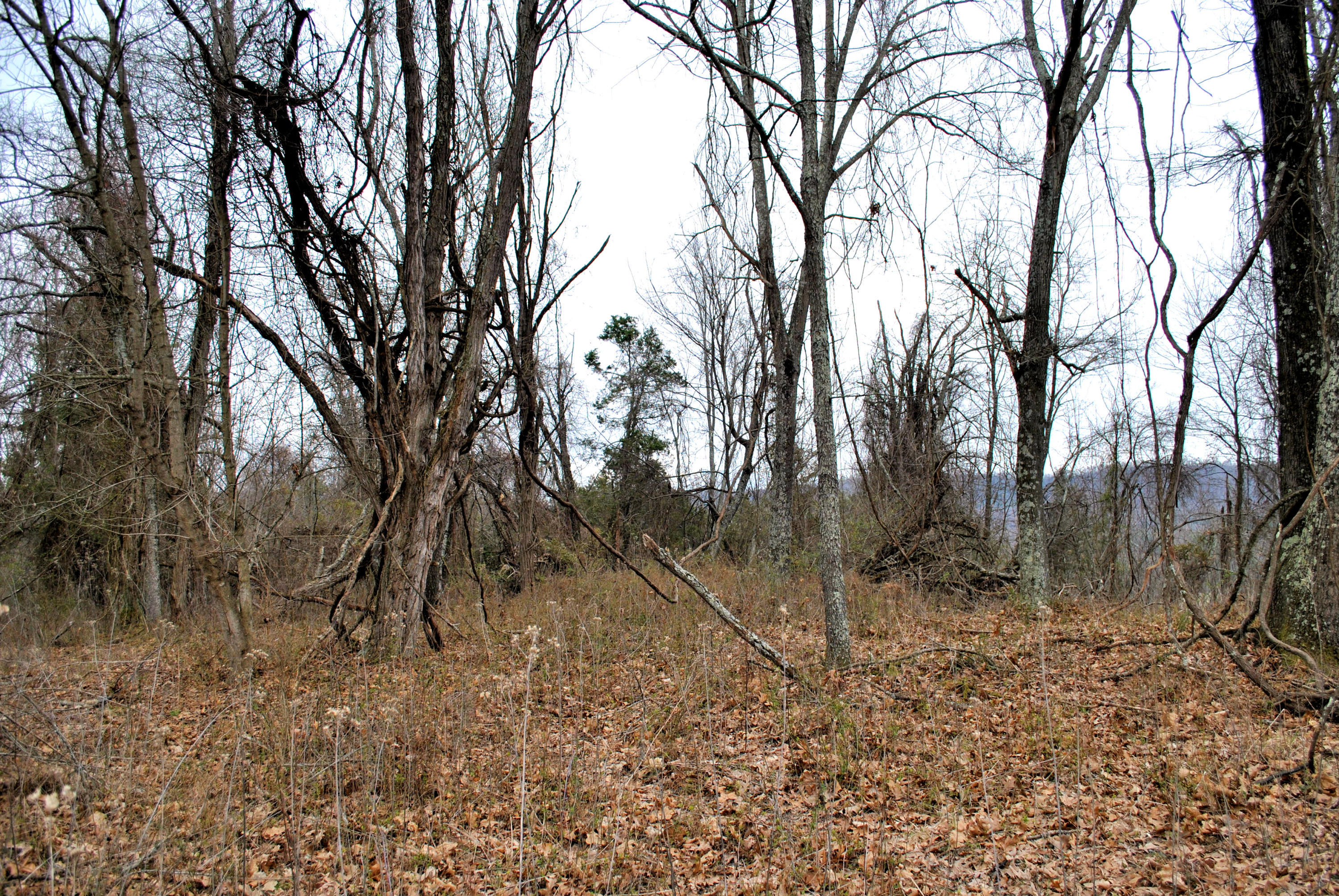 0 Union Valley Road Riner, VA 24149 - Photo 1 of 30 a view of a forest filled with trees