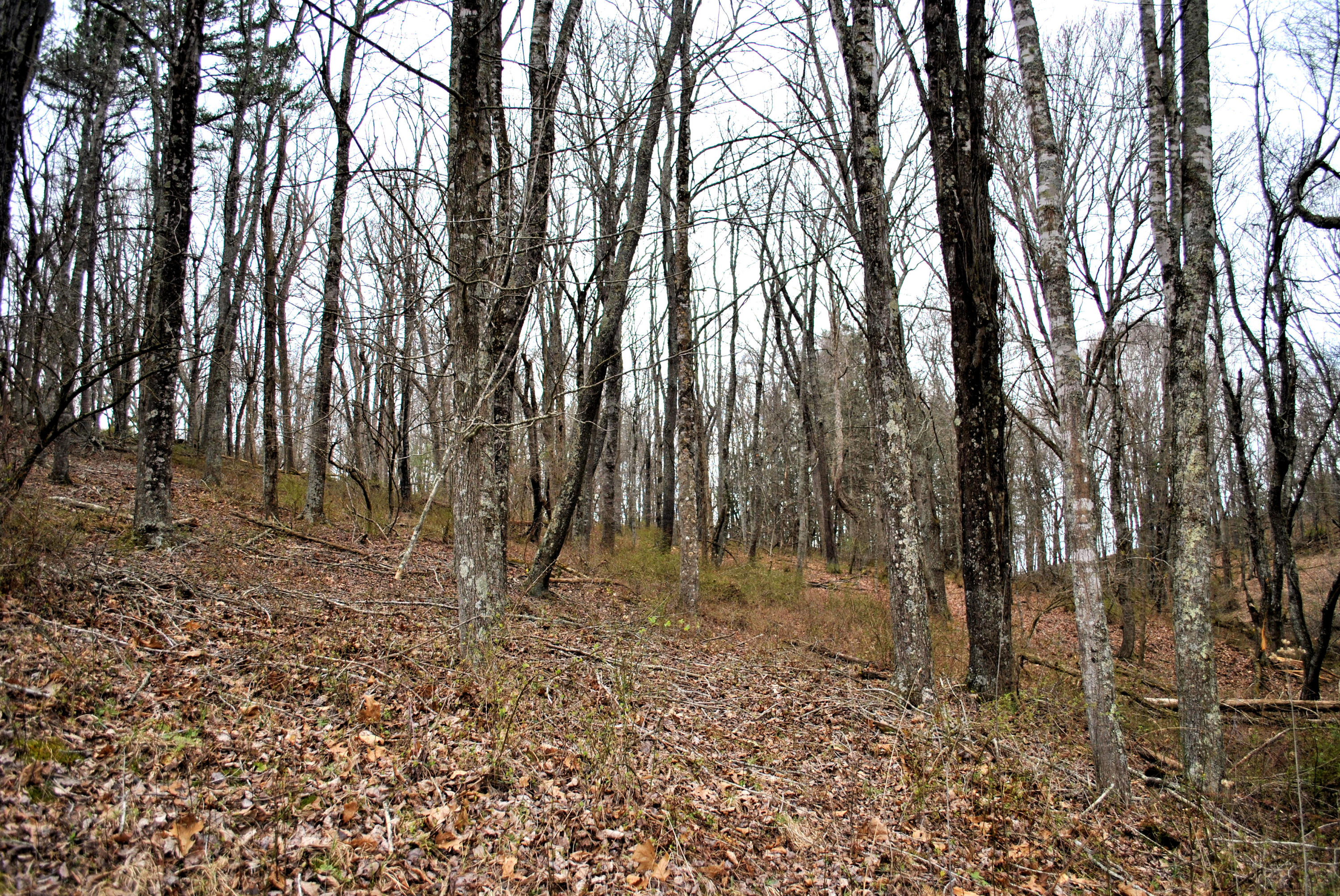 0 Union Valley Road Riner, VA 24149 - Photo 12 of 30 a view of backyard with green space