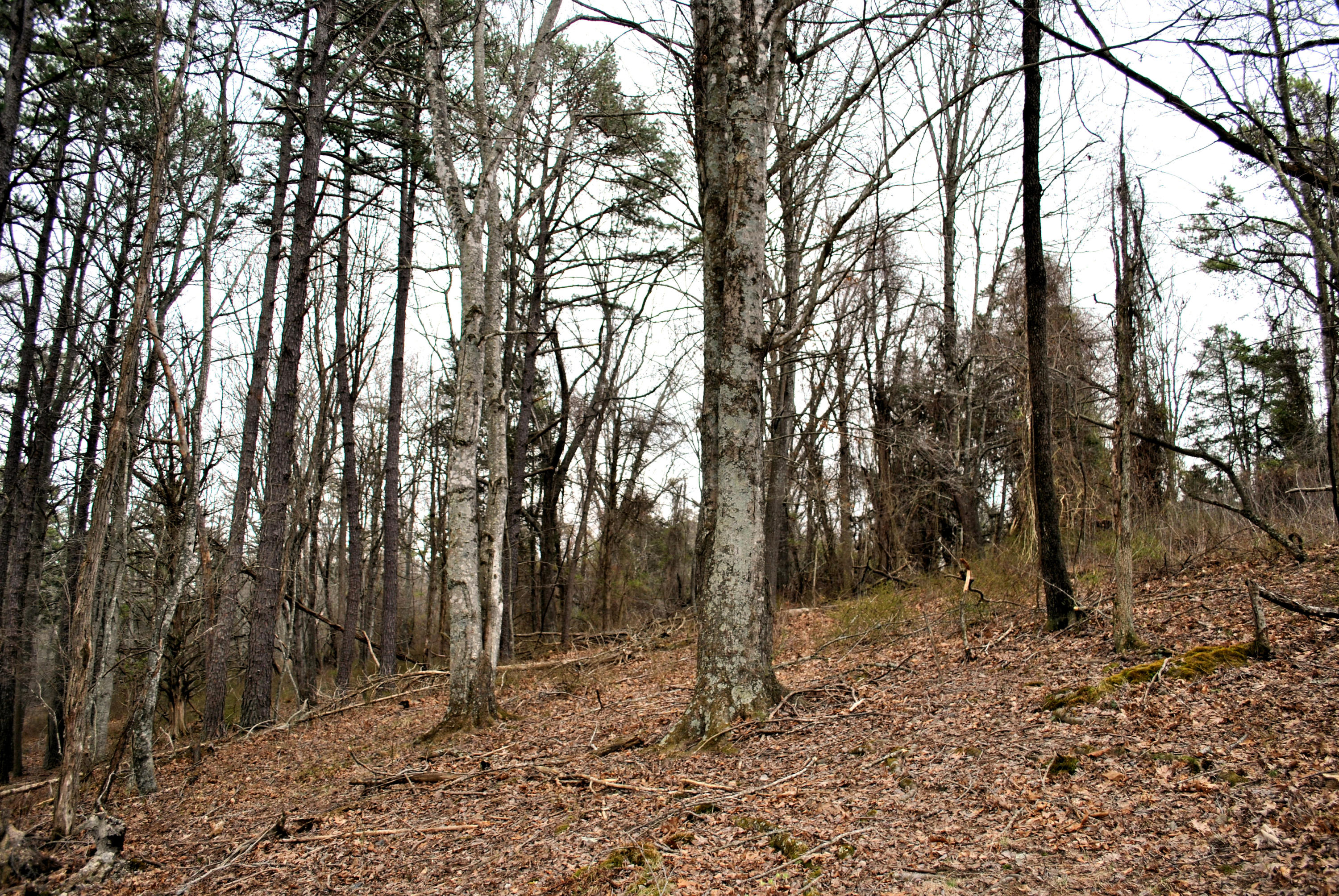 0 Union Valley Road Riner, VA 24149 - Photo 14 of 30 a view of a forest with trees in the background
