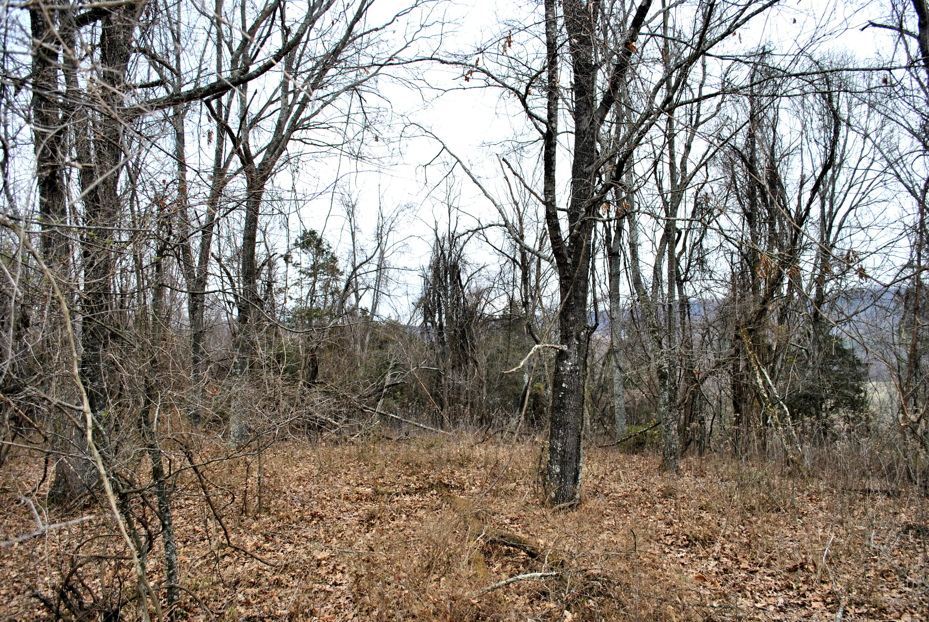 0 Union Valley Road Riner, VA 24149 - Photo 21 of 30 a view of a forest with trees in front of it