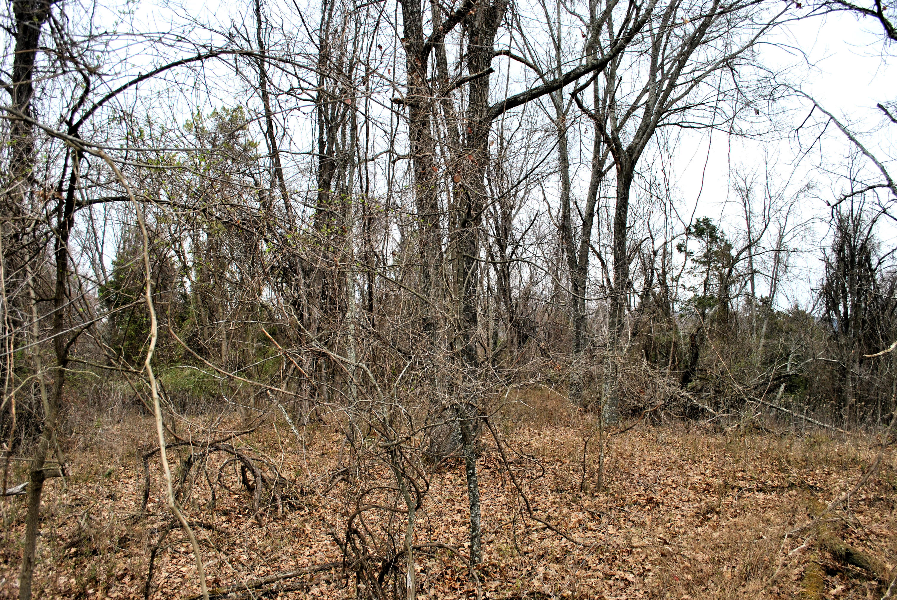 0 Union Valley Road Riner, VA 24149 - Photo 24 of 30 a view of a yard with a tree