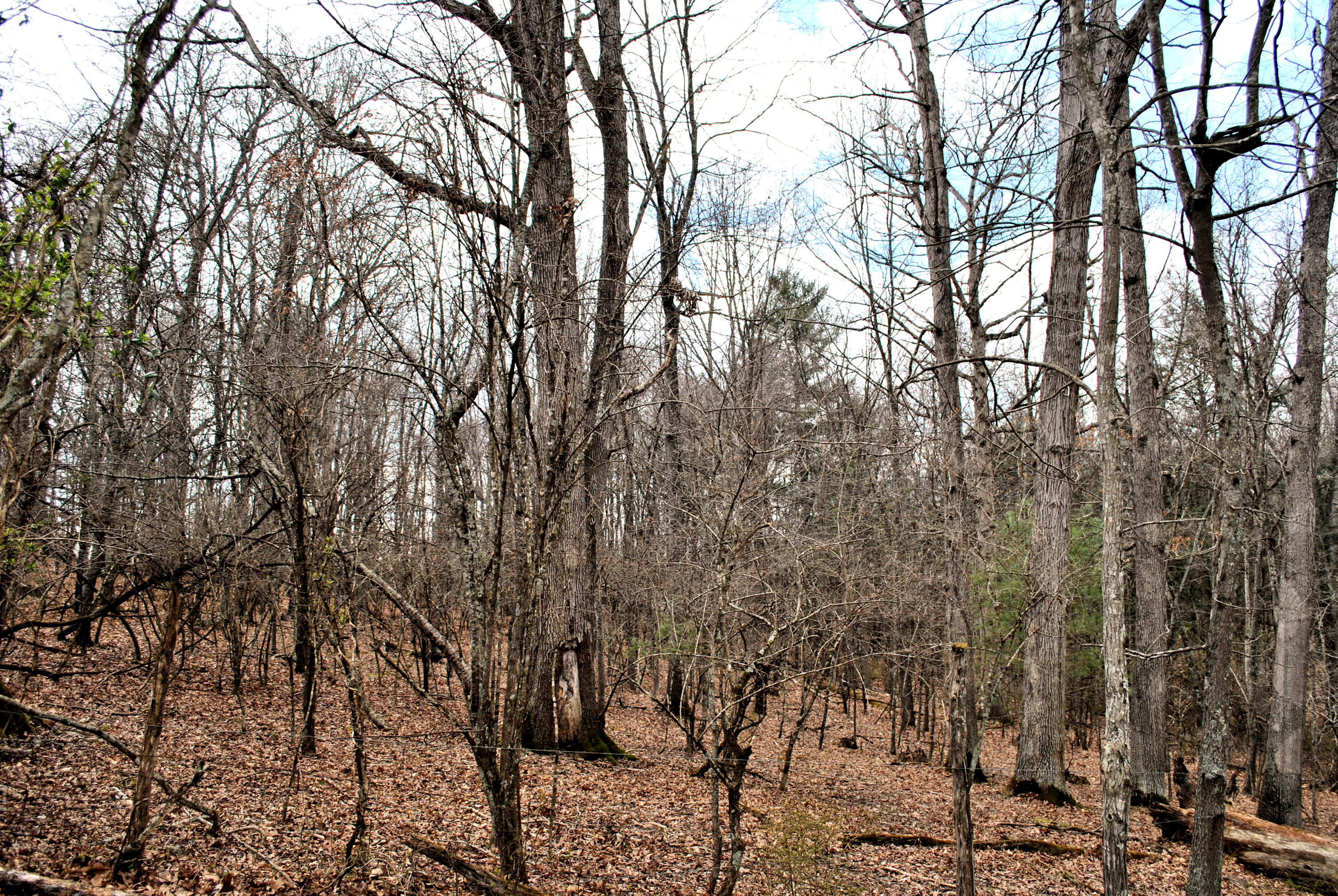 0 Union Valley Road Riner, VA 24149 - Photo 26 of 30 a view of a forest