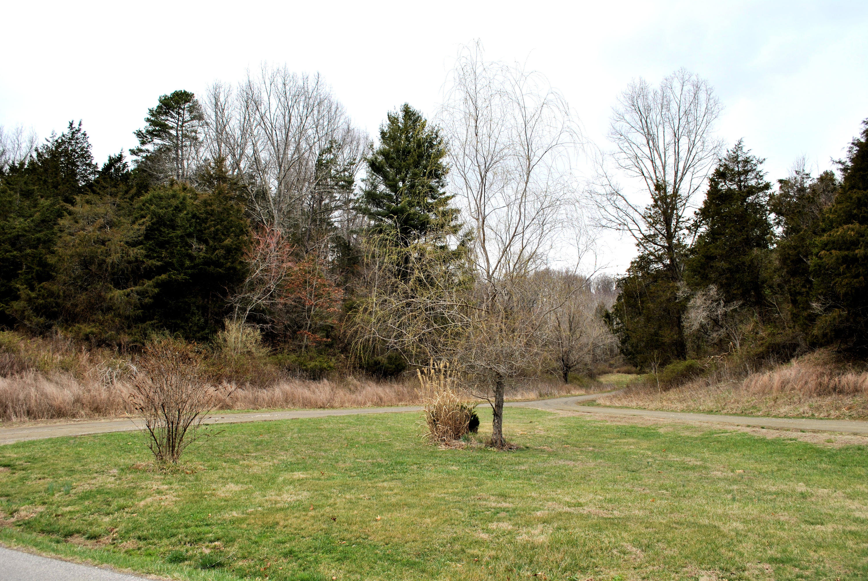 0 Union Valley Road Riner, VA 24149 - Photo 4 of 30 a view of a tree in a yard