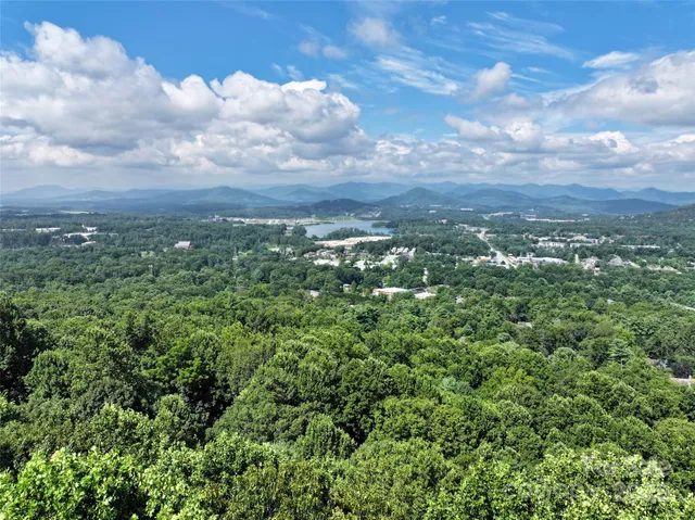 view of a bunch of trees