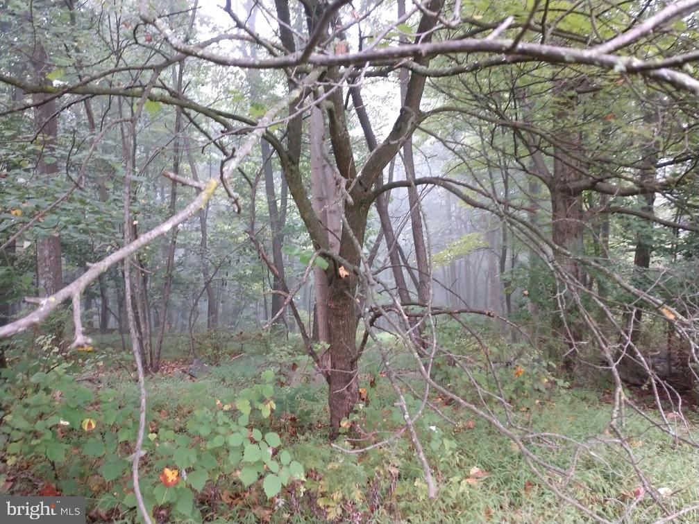 2215 Iron Springs Road Fairfield, PA 17320 - Photo 6 of 11 WOODED ACREAGE