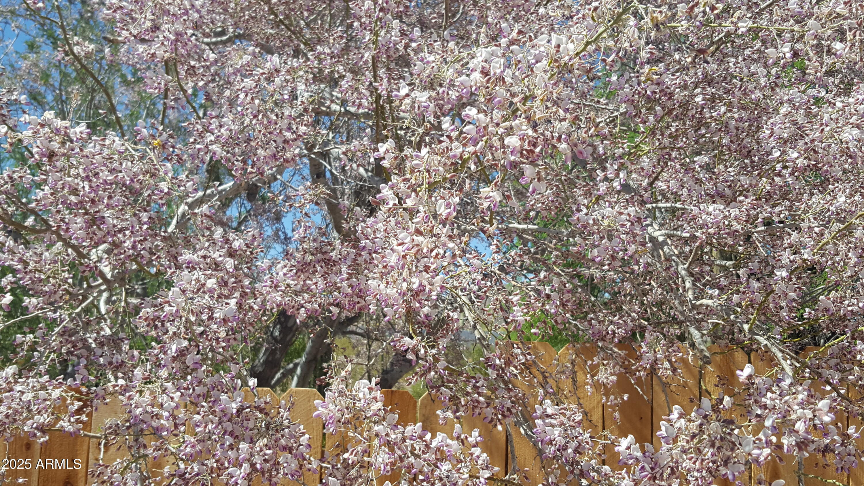 2860 North Elliott Road Ajo, AZ 85321 - Photo 35 of 35 a view of a tree