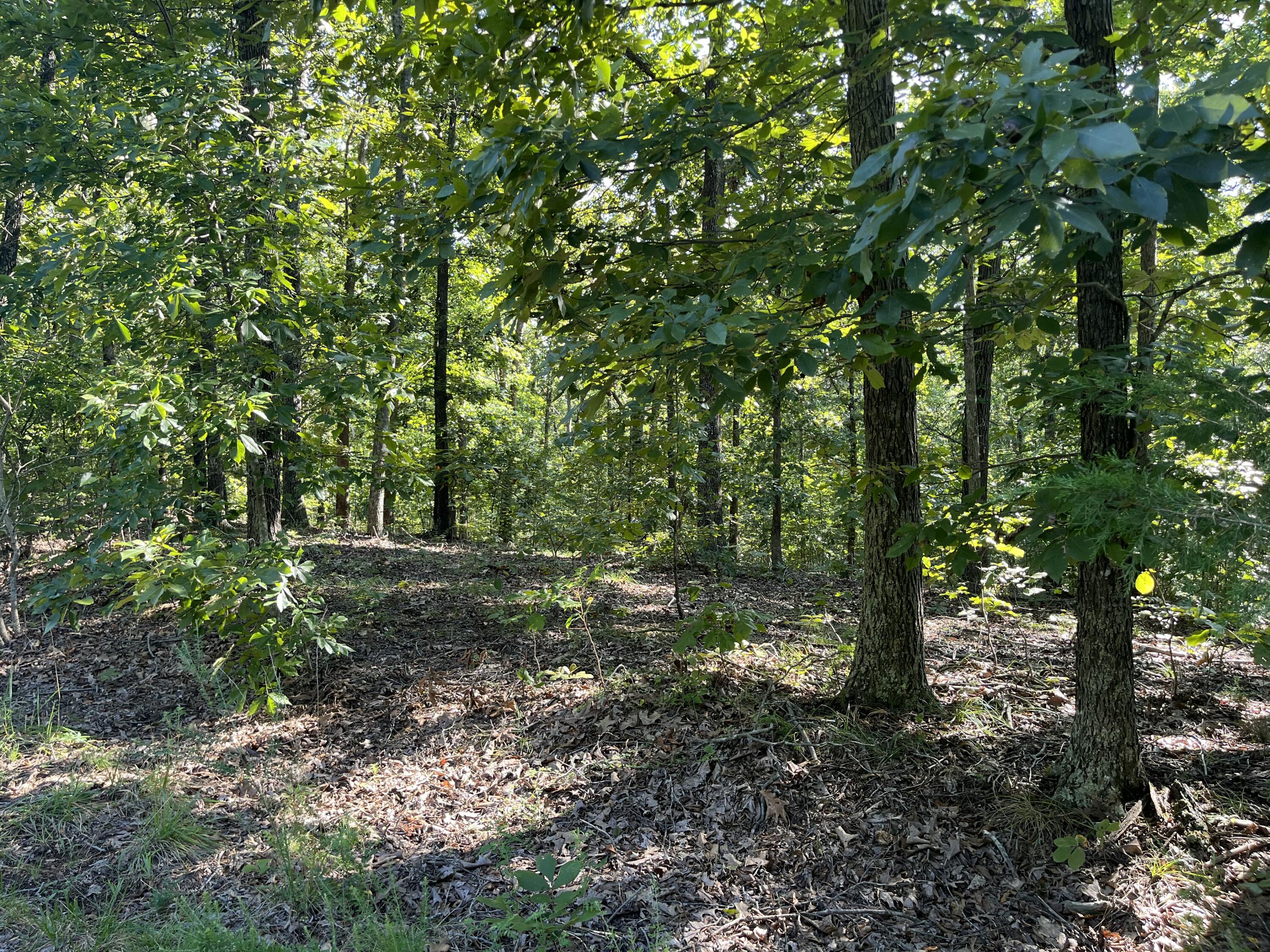 Lot 81 Waterfowl Road Murray, KY 42071 - Photo 10 of 20 IMG_9388