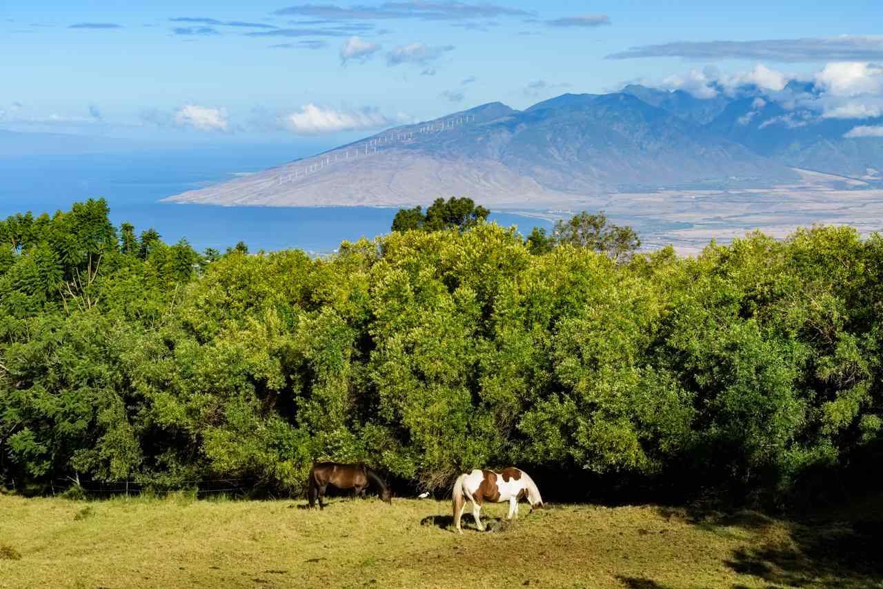 1511 Polipoli Road, Unit A & B Kula, HI 96790 - Photo 11 of 30 a view of a lake