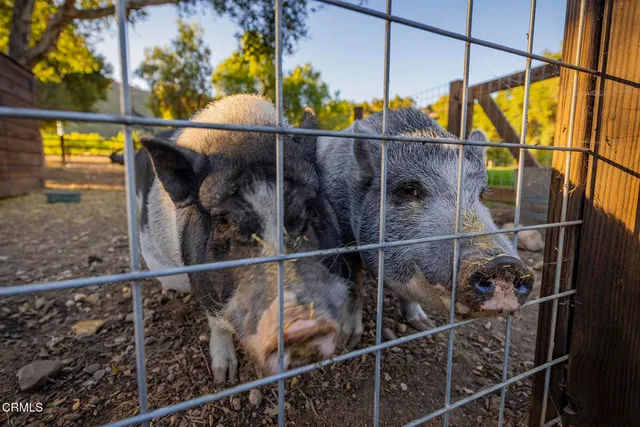 a view of a yard with plants and large trees