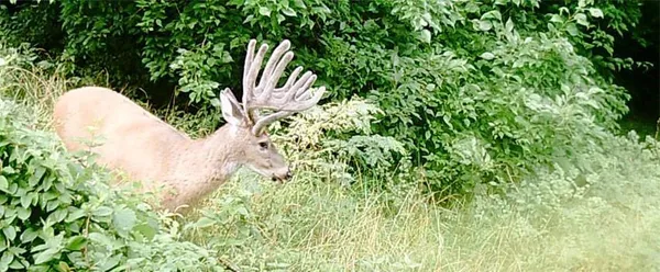 $995,000 | 10902 East 301st Street, Drexel, MO 64742