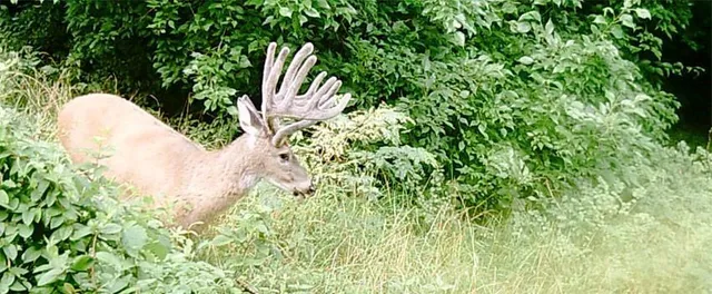 $995,000 | 10902 East 301st Street, Drexel, MO 64742