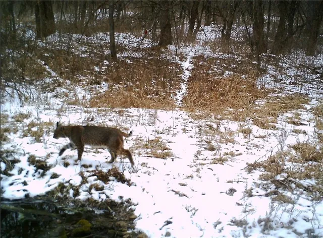 $995,000 | 10902 East 301st Street, Drexel, MO 64742