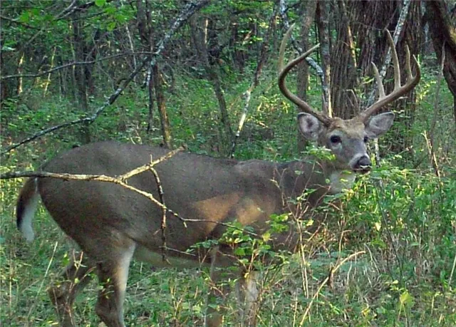 $995,000 | 10902 East 301st Street, Drexel, MO 64742