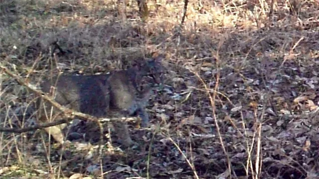 $995,000 | 10902 East 301st Street, Drexel, MO 64742