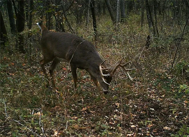 $995,000 | 10902 East 301st Street, Drexel, MO 64742