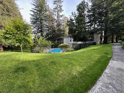 a view of a garden with a tree