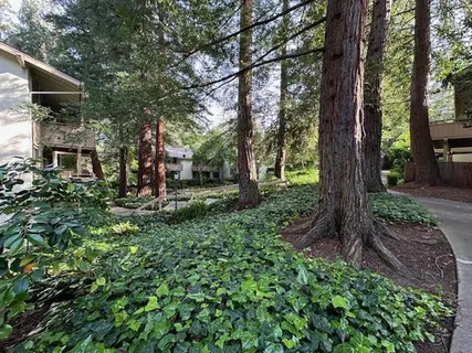 a view of a garden with plants