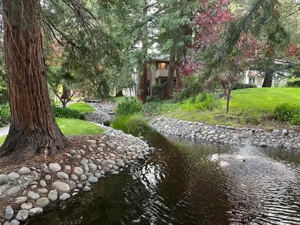 a view of a garden with plants and large trees