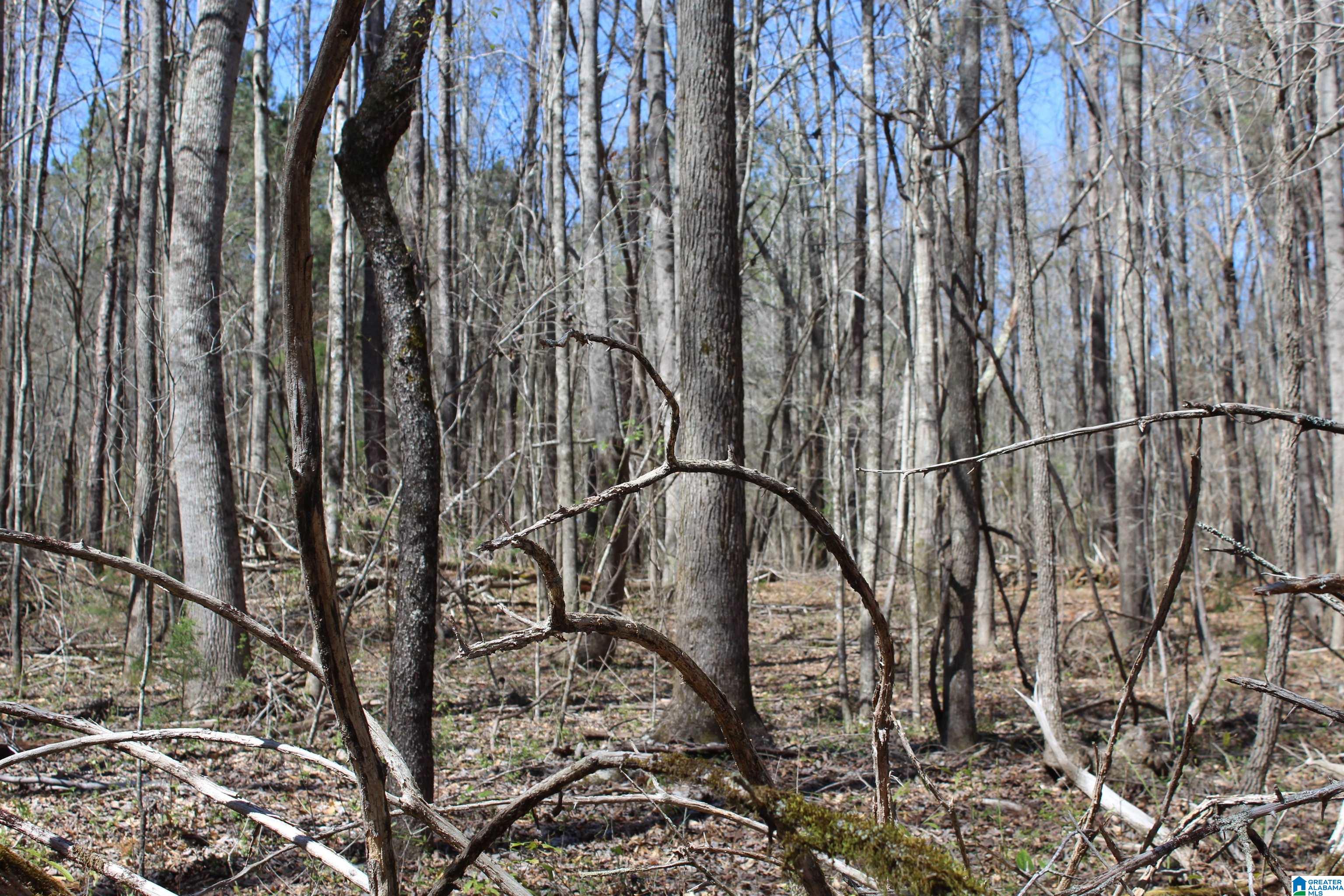 518 County Road, Unit 33 859ACRES Woodland, AL 36280 - Photo 32 of 32
