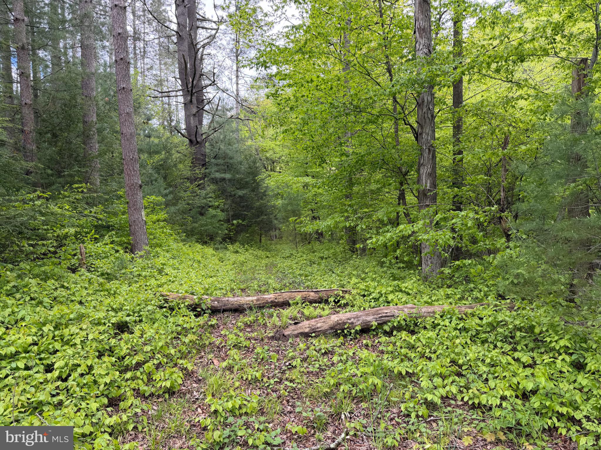 1227 Cross Fork Creek Road Cross Fork, PA 17729 - Photo 74 of 139