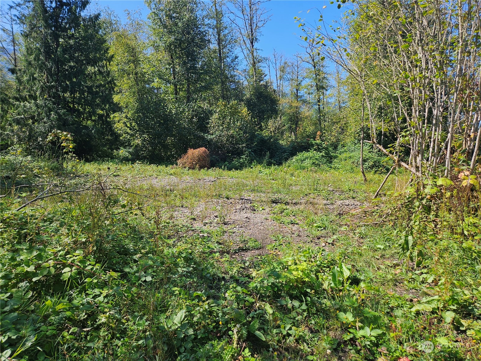 8292 Emmanuel Drive Concrete, WA 98237 - Photo 38 of 40 a view of a yard with plants and large trees