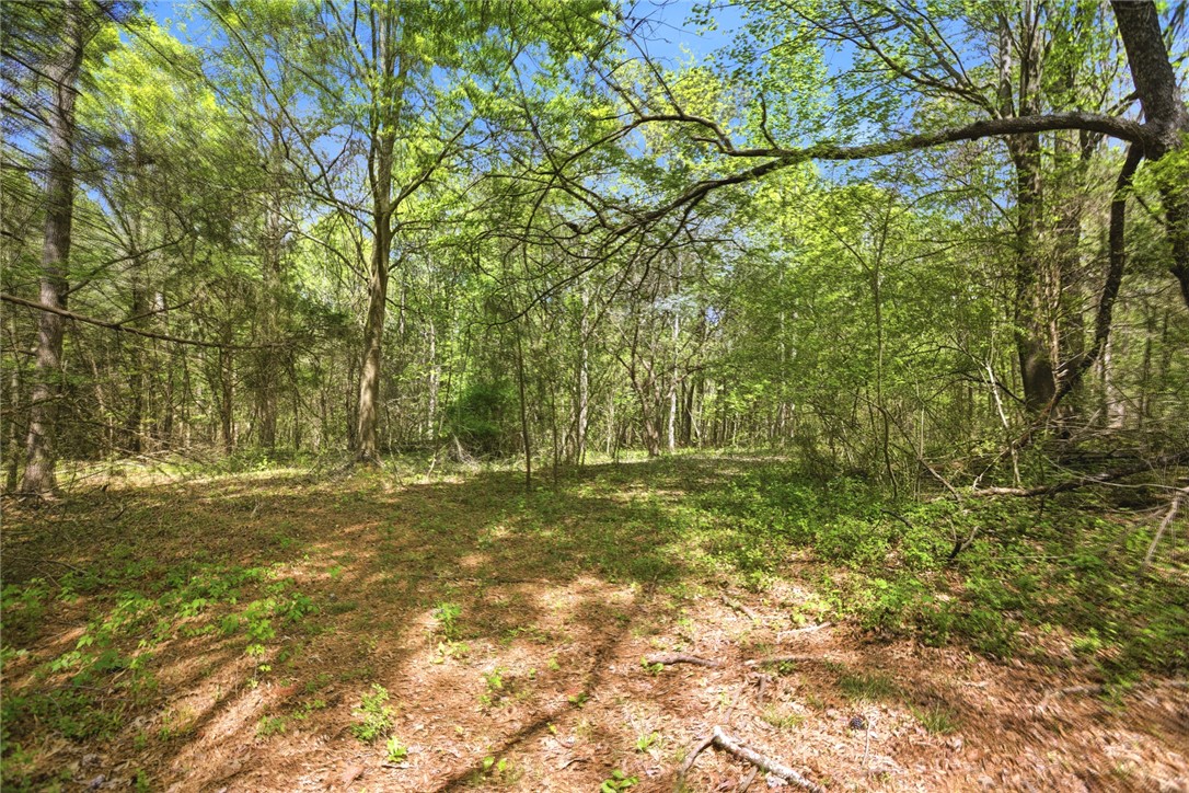 199 Williams Farm Road Westminster, SC 29693 - Photo 30 of 47 This verdant expanse offers a secluded woodland retreat, perfect for nature enthusiasts seeking tranquility.