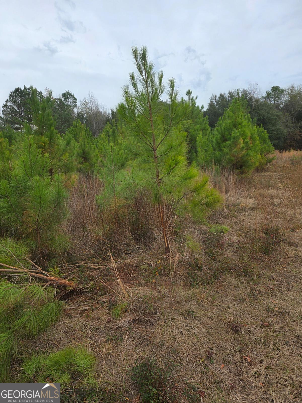 861 Brinson Road Brooklet, GA 30415 - Photo 4 of 7