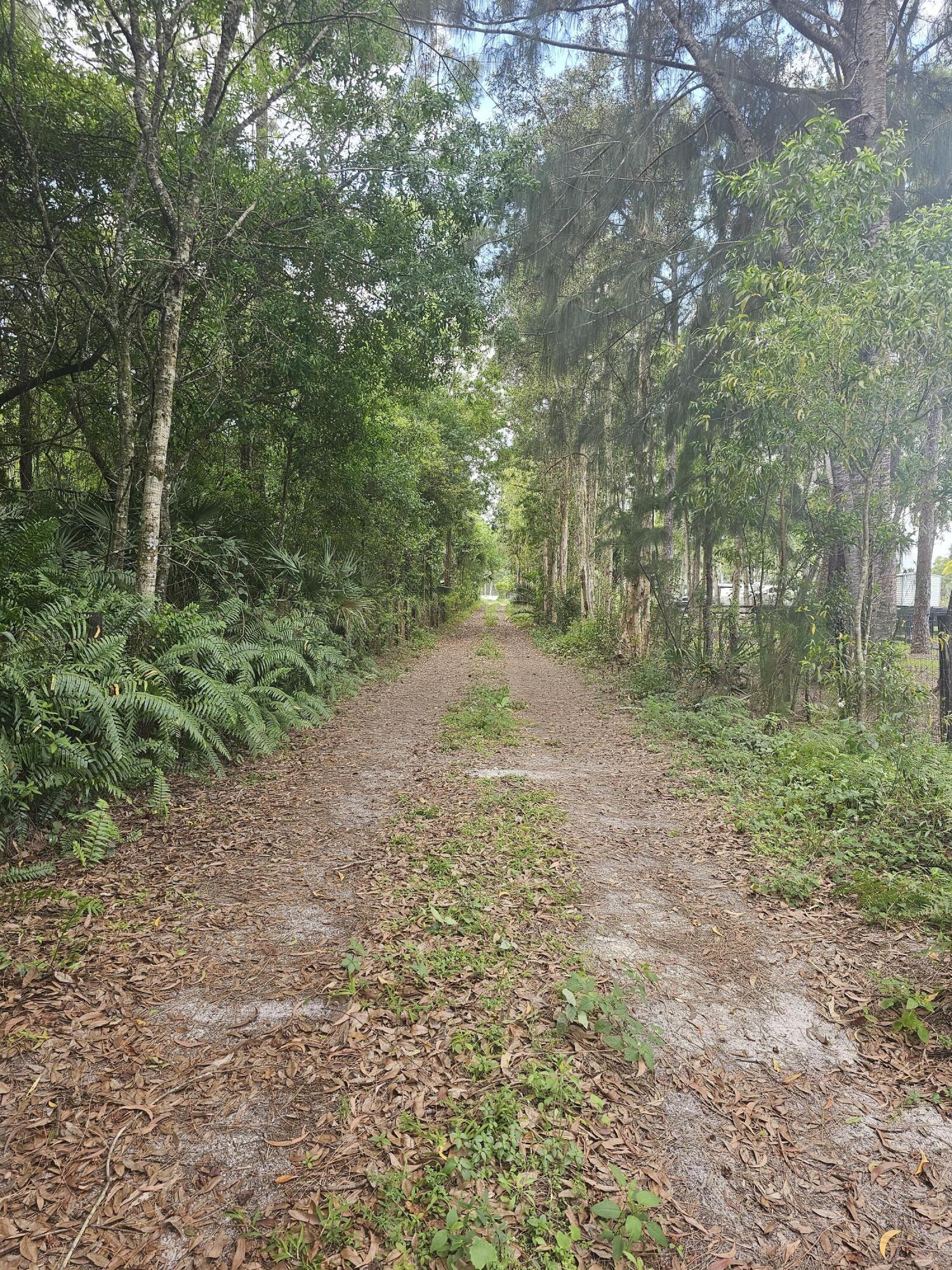 3556 B Road Loxahatchee Groves, FL 33470 - Photo 2 of 5 a big yard with lots of green space and deers