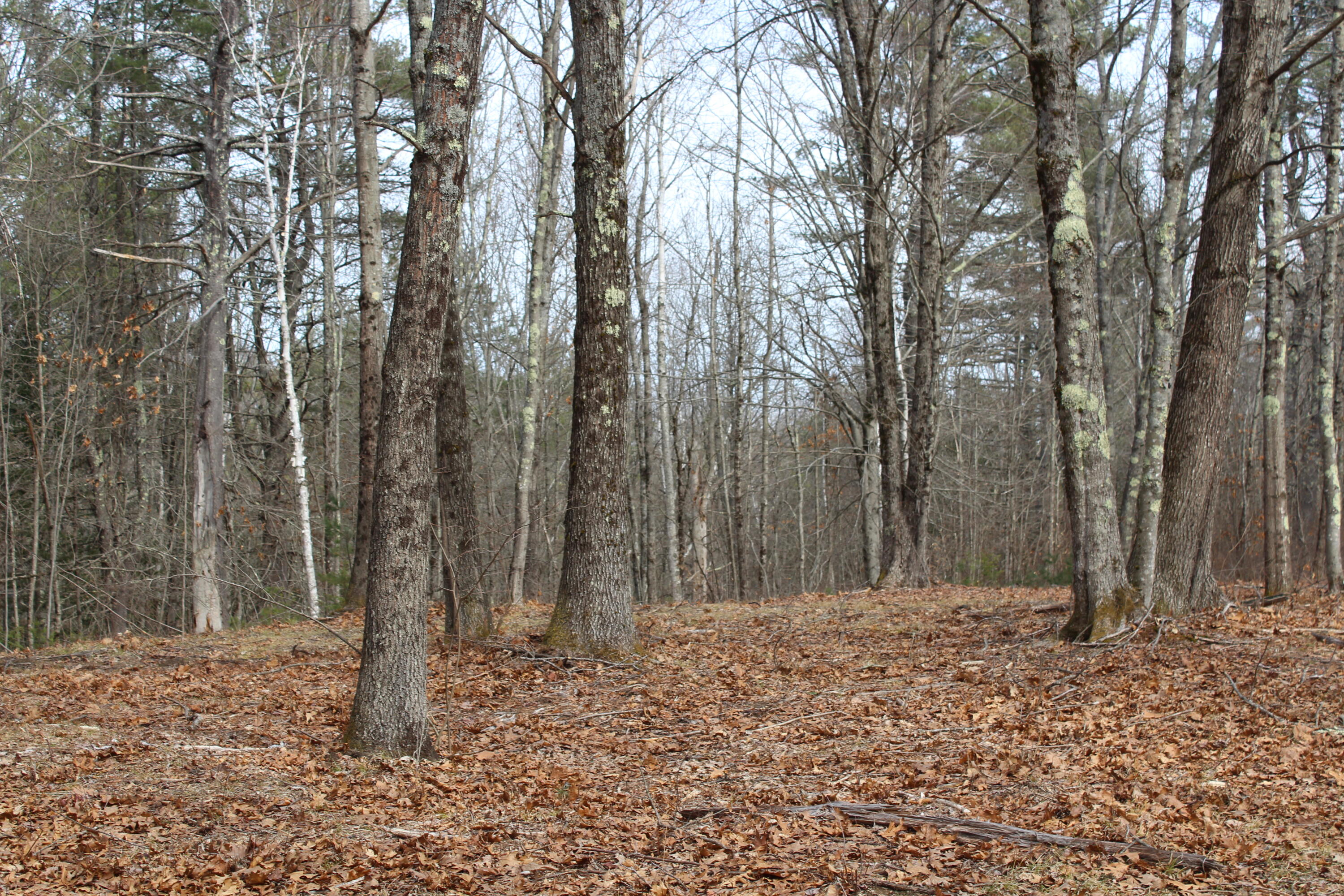 Lot 00 Knight Farm Road Kennebunk, ME 04043 - Photo 13 of 15 Level Areas