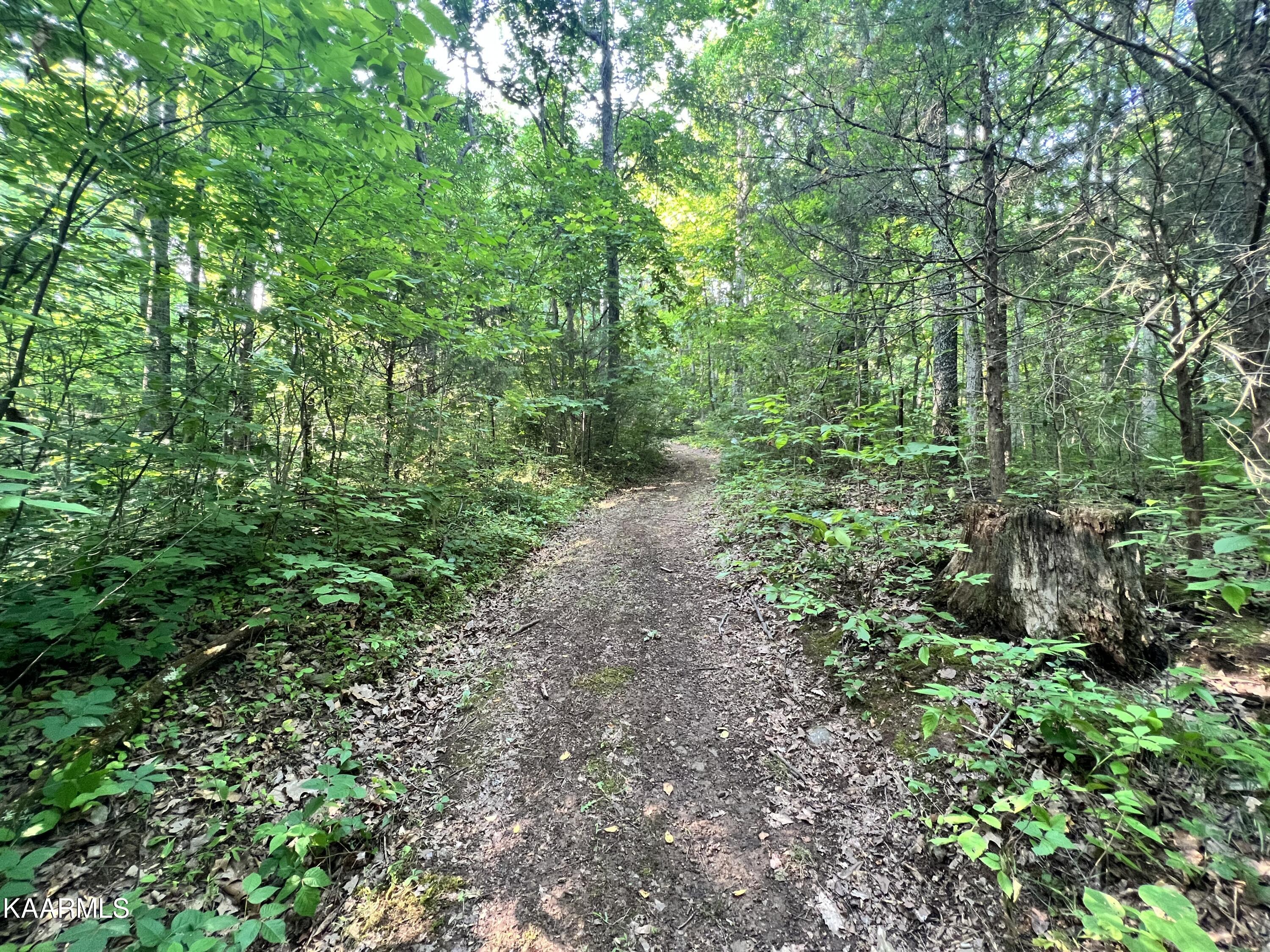 2240 Pleasant Ridge Road Talbott, TN 37877 - Photo 9 of 16 trail